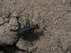 Cicindela punctulata