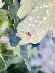 Atrusca clavuloides