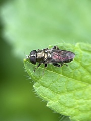Eumerus