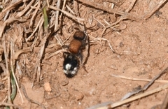 Ronisia brutia
