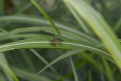 Dysdercus decussatus