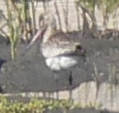 Limosa lapponica