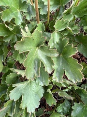 Heuchera cylindrica