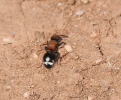 Ronisia brutia