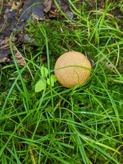 Scleroderma areolatum