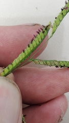 Paspalum denticulatum