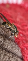 Rhingia nasica