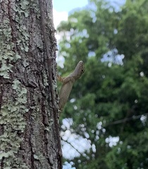 Anolis distichus