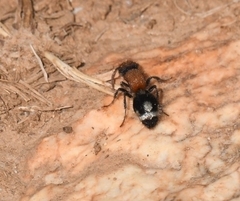 Ronisia brutia