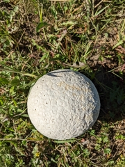 Lycoperdon utriforme