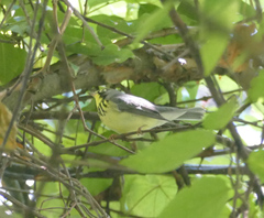 Cardellina canadensis