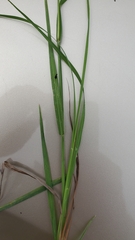 Paspalum denticulatum