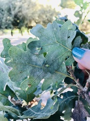 Atrusca clavuloides