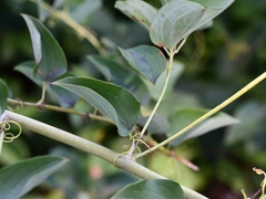 Smilax herbacea