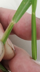 Paspalum denticulatum