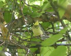 Cardellina canadensis