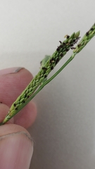 Paspalum denticulatum