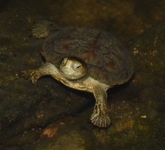 Mauremys leprosa