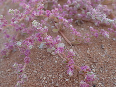 Aizoon sarcophyllum