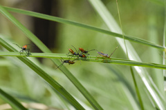 Dysdercus decussatus