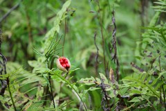 Peltandra sagittifolia