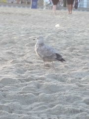 Larus argentatus