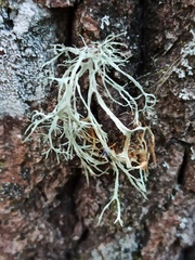 Ramalina farinacea