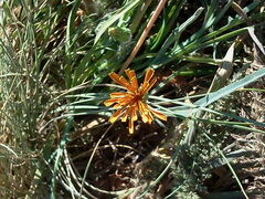Agoseris aurantiaca