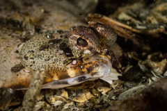 Pleuronichthys