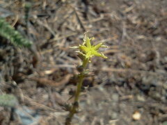 Sedum stenopetalum