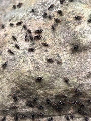 Cerastipsocus venosus