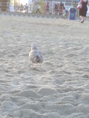 Larus argentatus