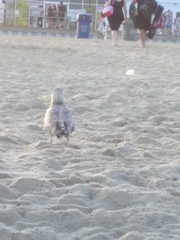 Larus argentatus