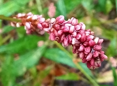 Persicaria