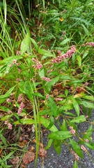 Persicaria