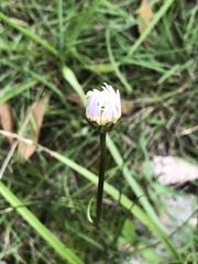 Allittia cardiocarpa