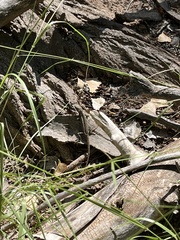 Sceloporus