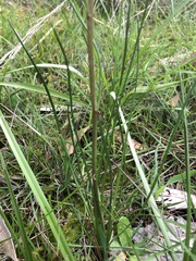 Allittia cardiocarpa