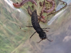 Ocypus olens