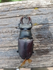 Lucanus cervus
