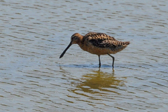 Limnodromus scolopaceus