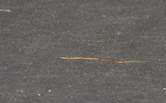 Thamnophis elegans elegans