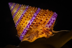 Calliostoma annulatum