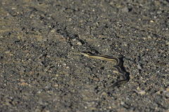 Thamnophis elegans elegans