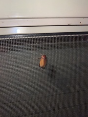 Phyllophaga