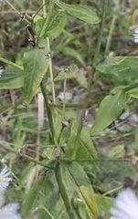 Erigeron annuus