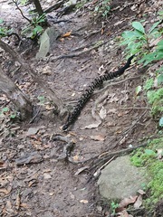 Crotalus horridus