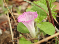 Ipomoea plummerae