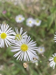 Erigeron annuus