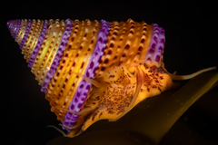 Calliostoma annulatum